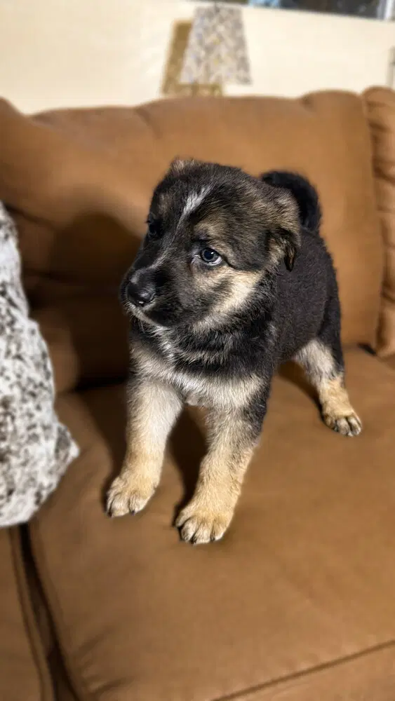 Miley - German Shepherd Dog