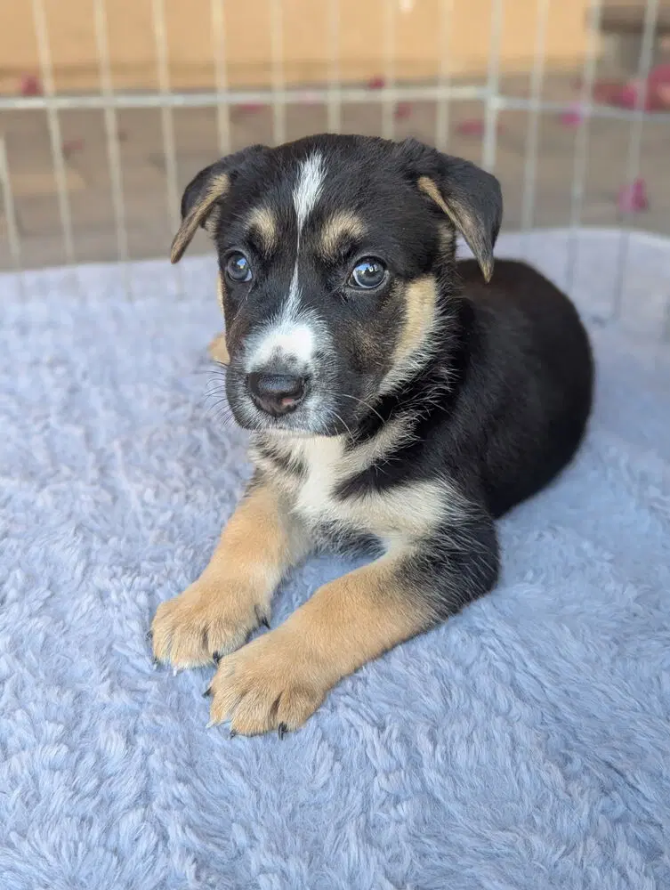 Malibu - German Shepherd Dog