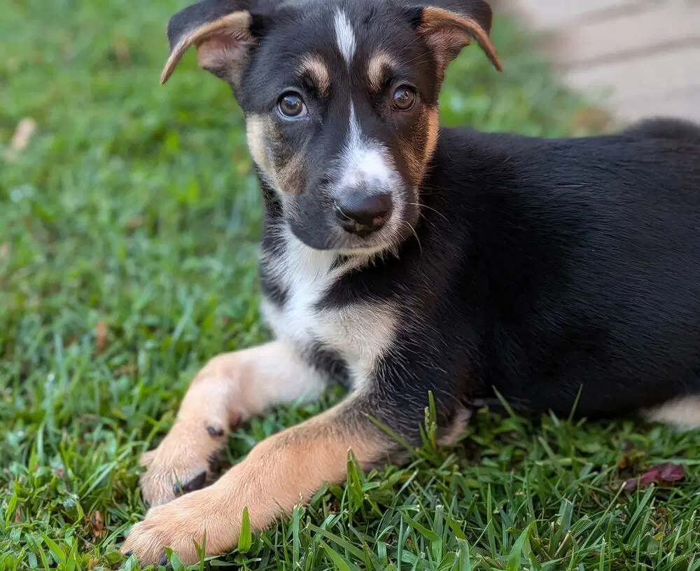 Malibu - German Shepherd Dog