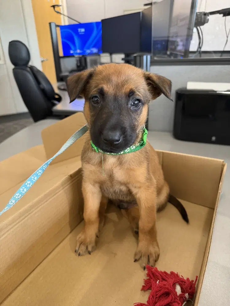 Scooby - Shepherd