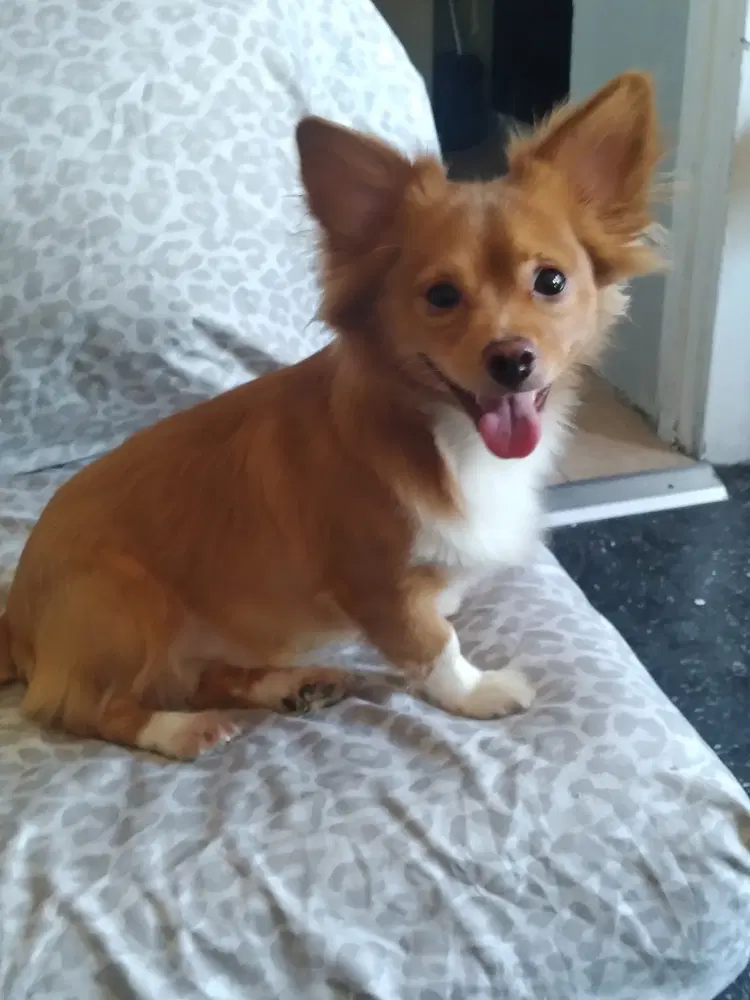 Oso - Papillon