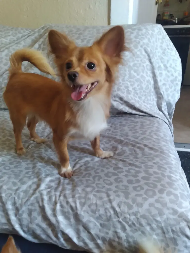 Mikey - Papillon