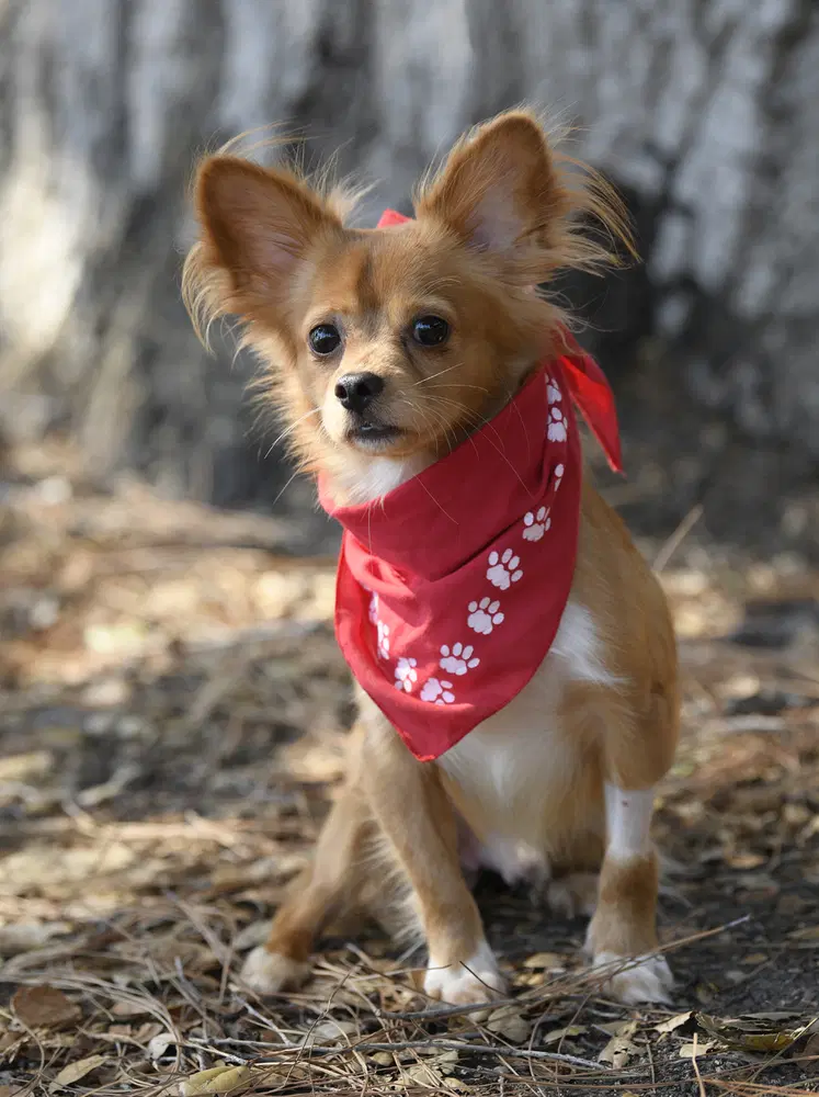 Mikey - Papillon