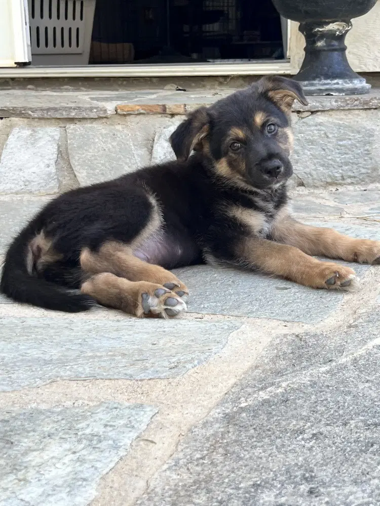 Malloy - German Shepherd Dog