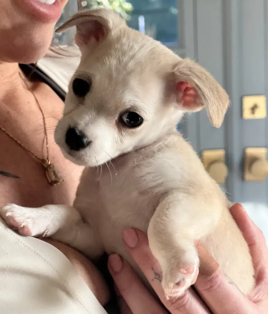 Mochi image 2
