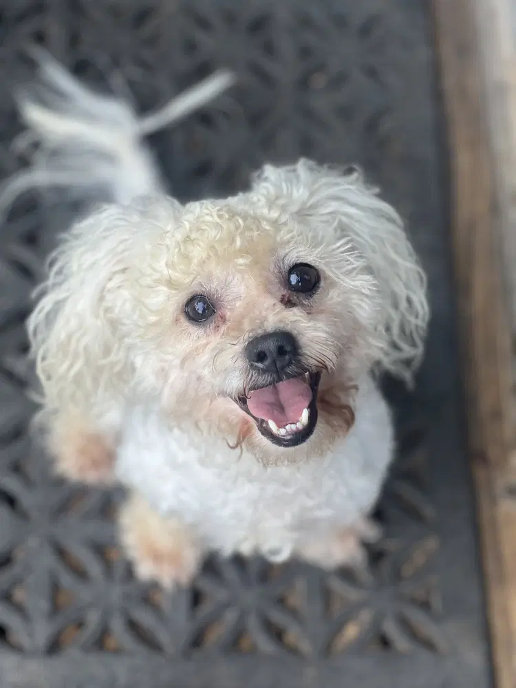 Toby - Poodle (Miniature)