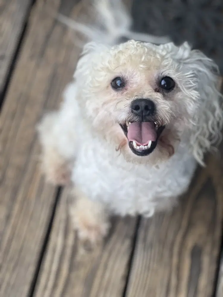 Toby image 3