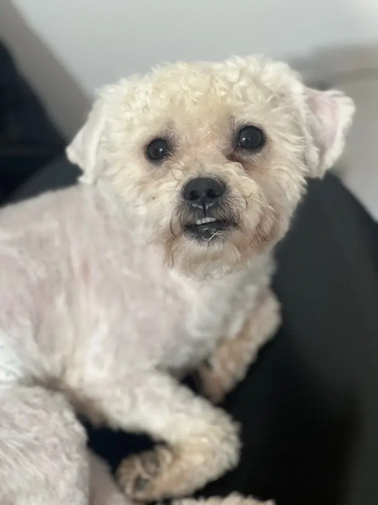 Toby image 4