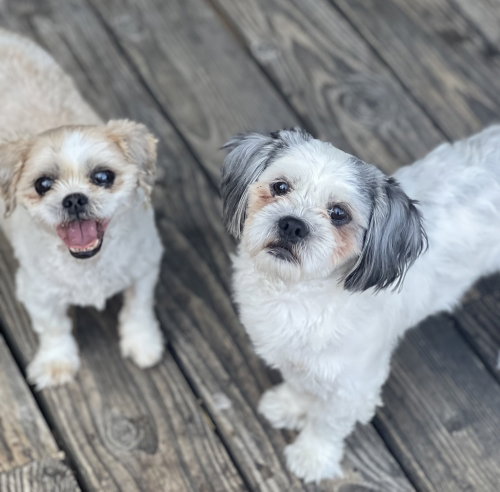 Benson, Shih Tzu