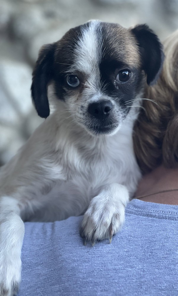 Buster, Terrier