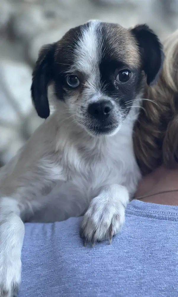 Buster - Terrier