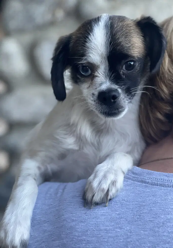 Buster image 2