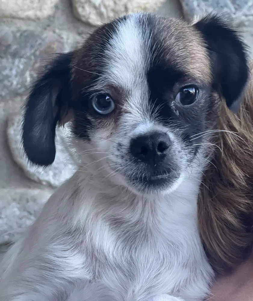 Buster image 3