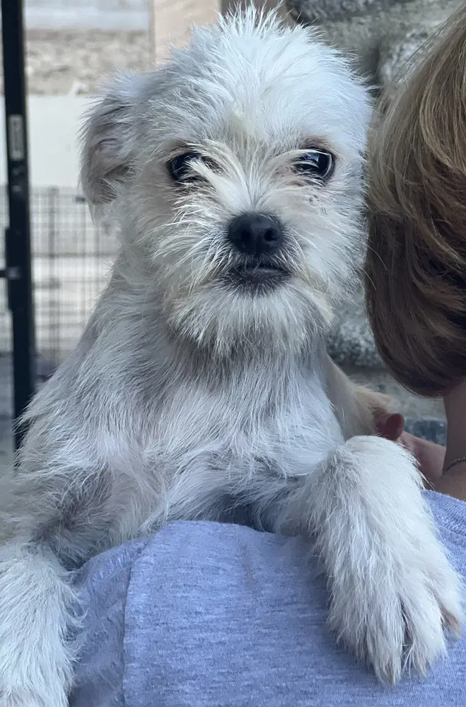 Monkey - Terrier