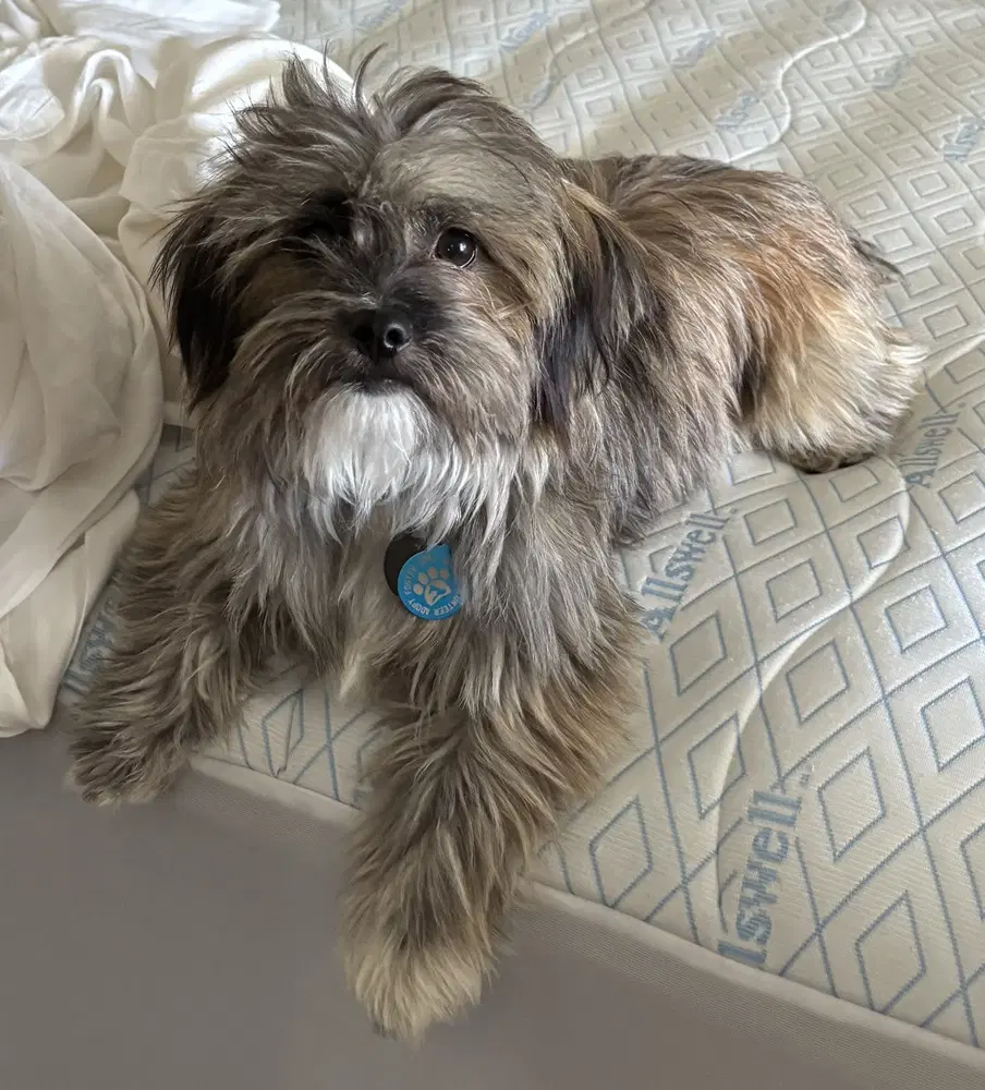 Jax - Havanese
