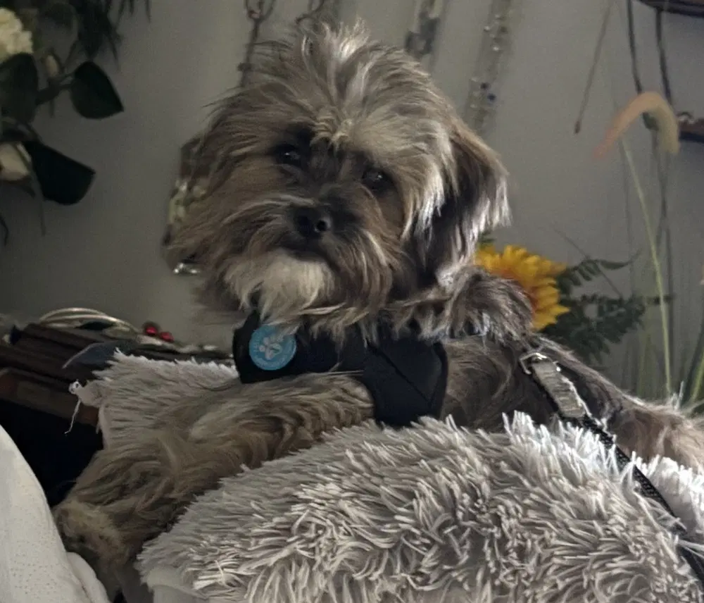 Jax image 2