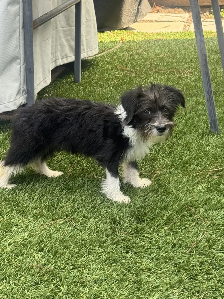 Gigi - Terrier