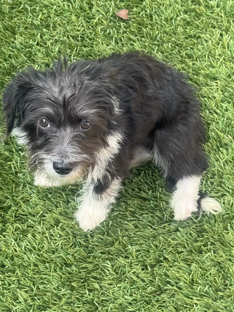 Gigi image 2