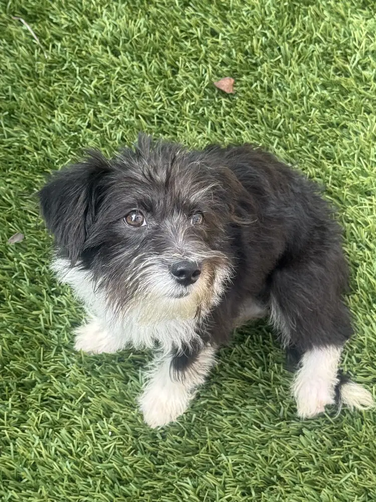 Gigi image 3