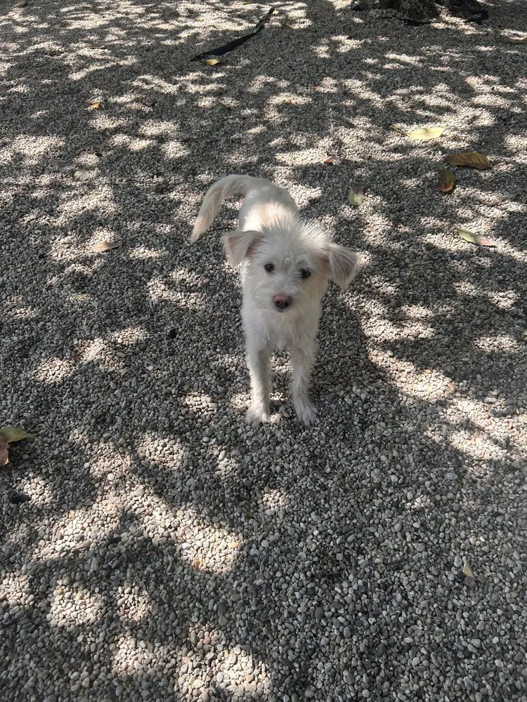 Maisie - Terrier