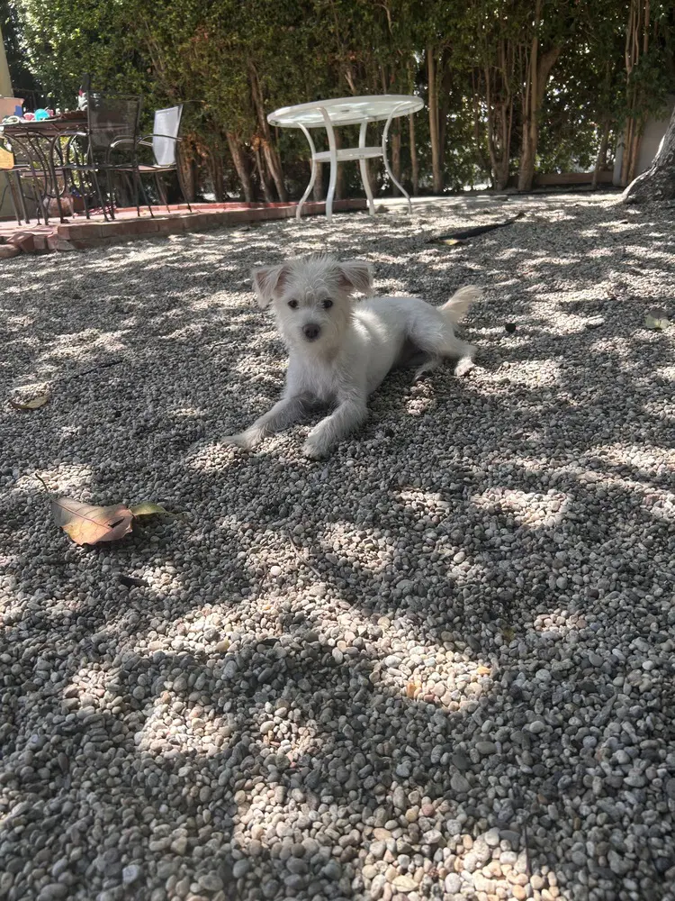 Maisie image 2
