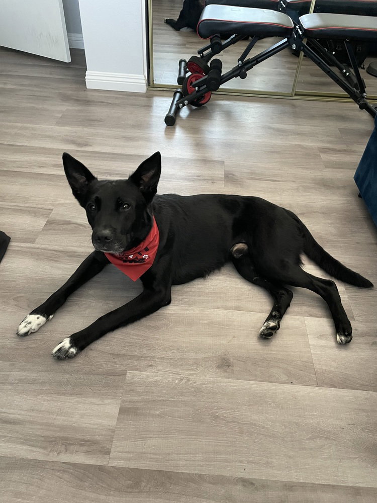 Shadow, German Shepherd Dog