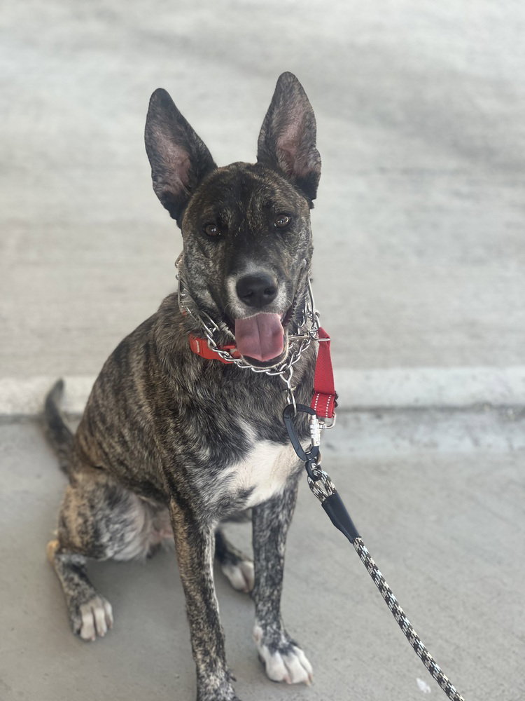Coco, Dutch Shepherd