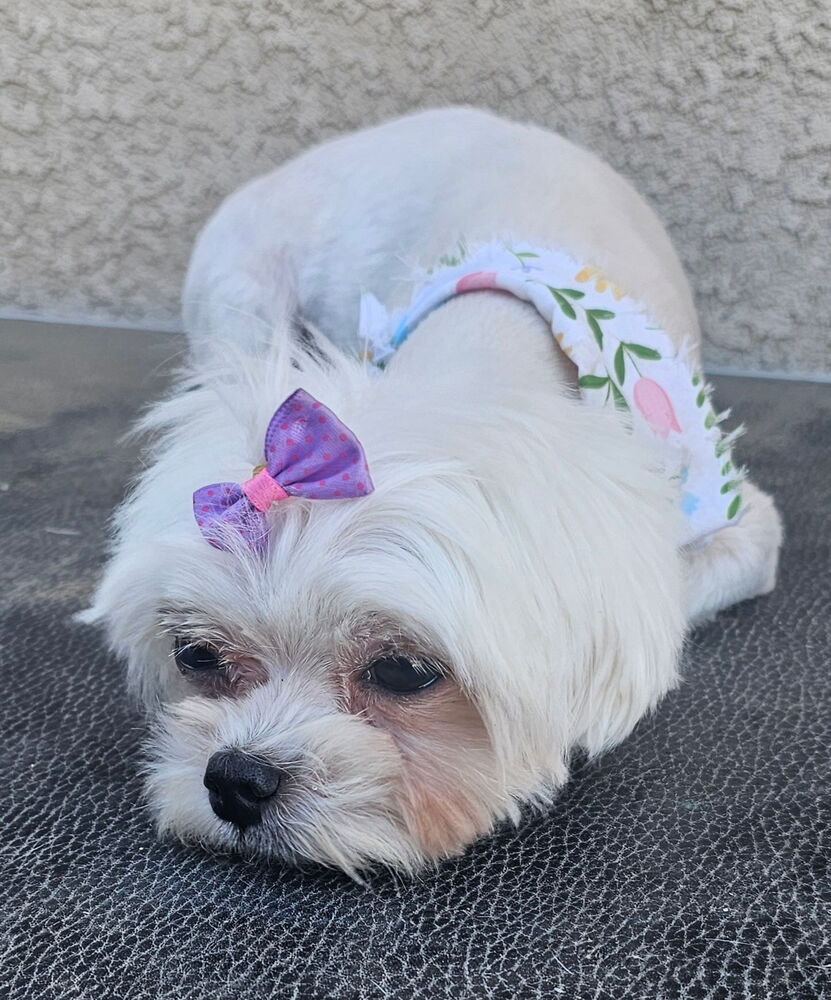 Lacey, Maltese
