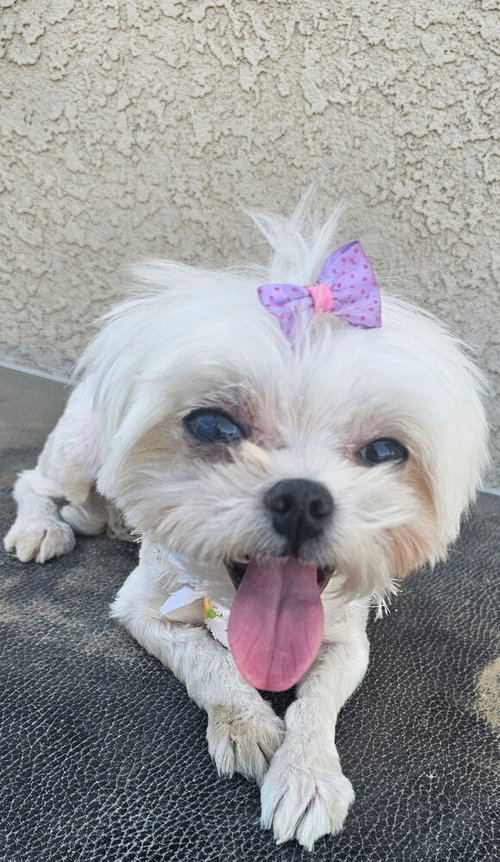 Photo 3 of LACEY