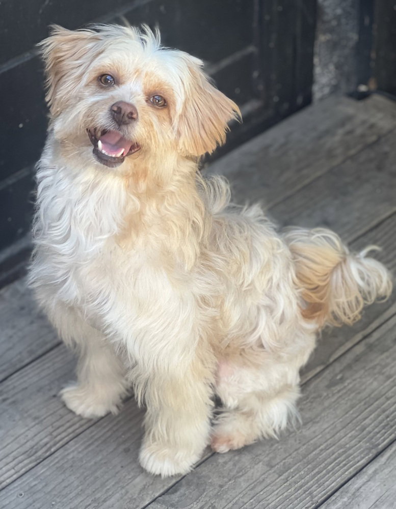 Cammie, Havanese