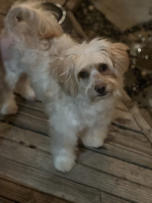 Photo 2 of CAMMIE