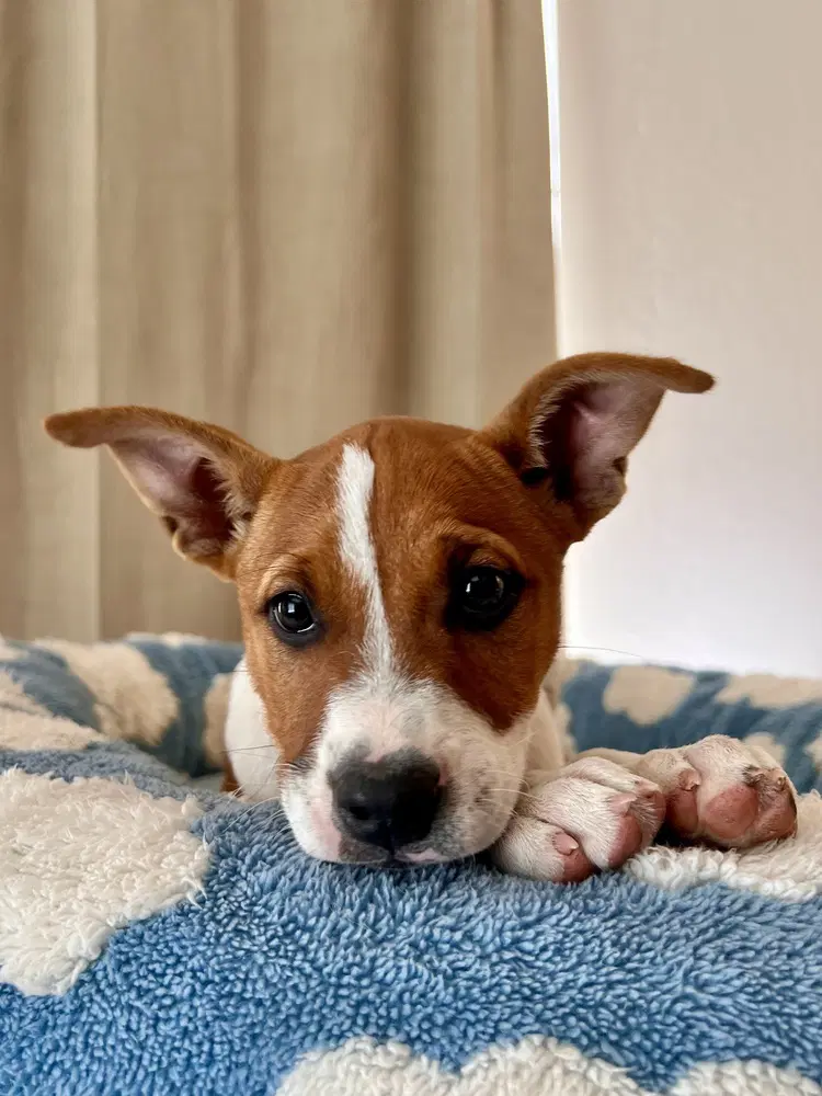 Sierra - Terrier