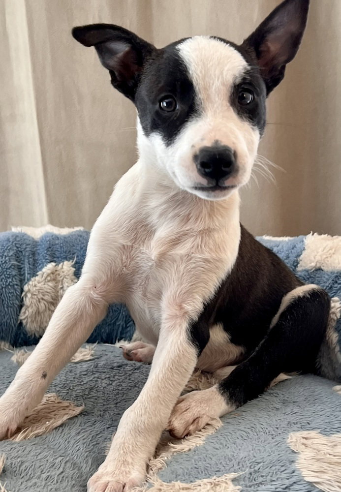 Tilly, Terrier