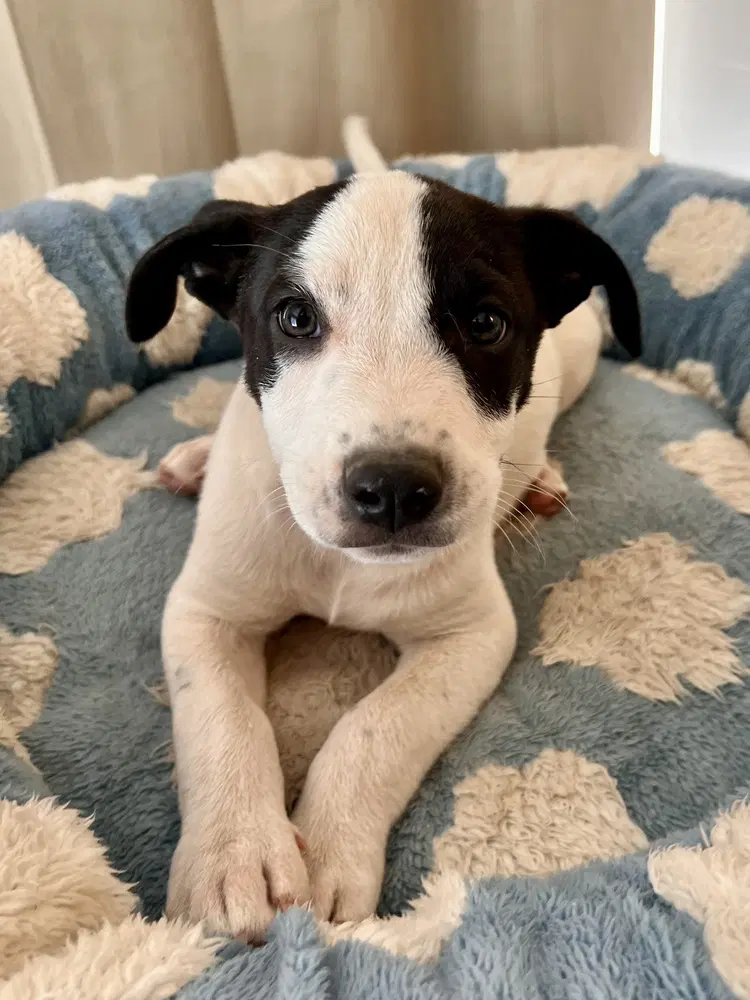 Scout - Terrier