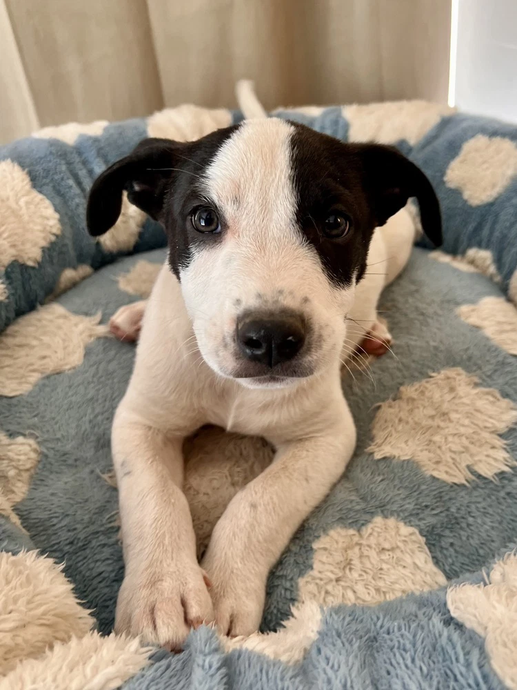 Scout