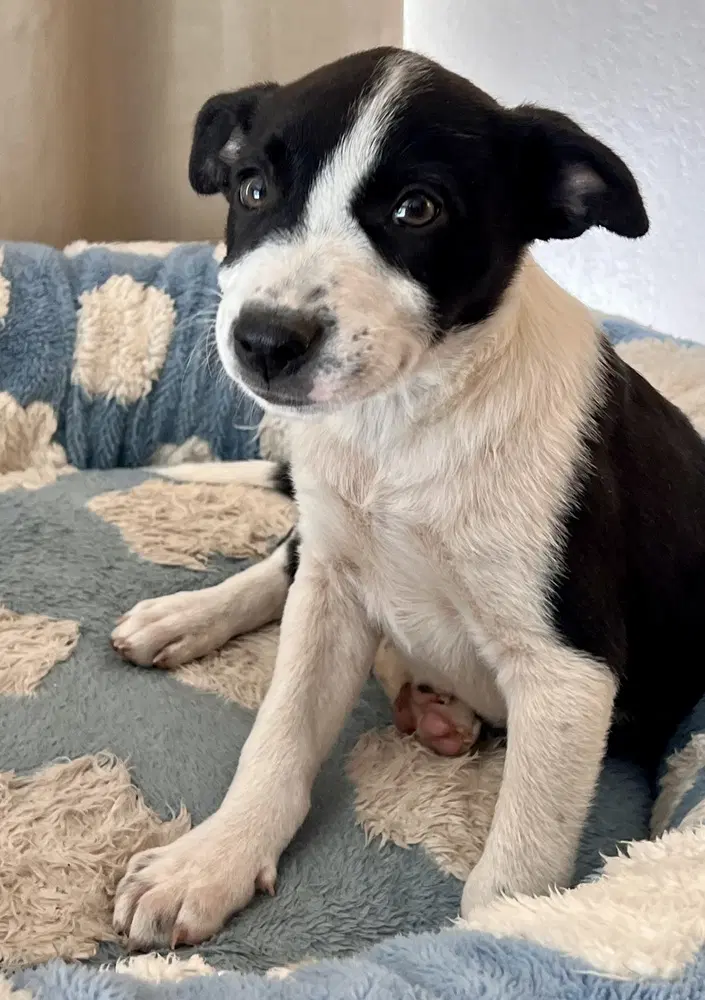 Bandit - Terrier
