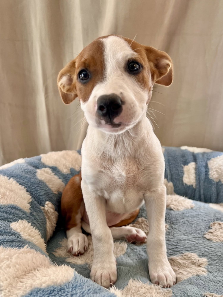 Sunny, Terrier