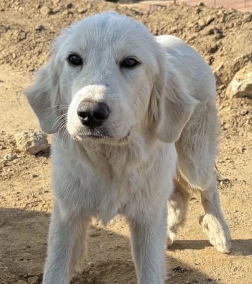 Aspen, a dog for adoption from Love All Animals