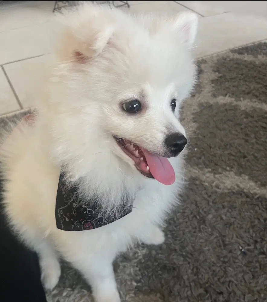 Milo - Pomeranian