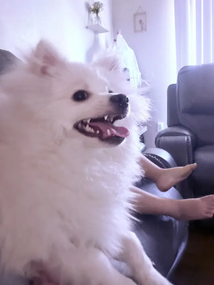 Milo image 2