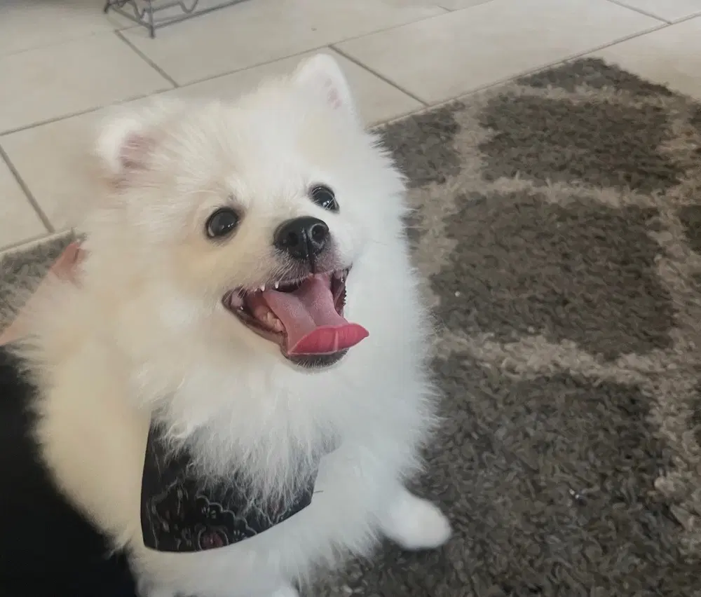 Milo image 3