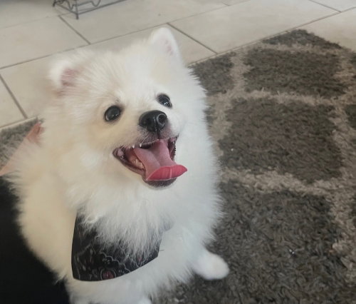 Photo 3 of Milo