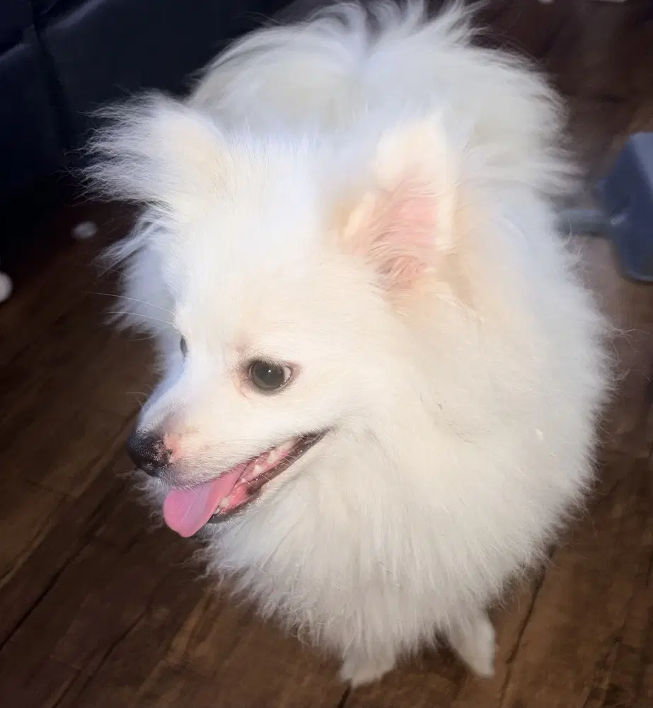 Milo image 4