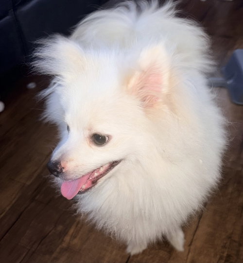Photo 4 of Milo