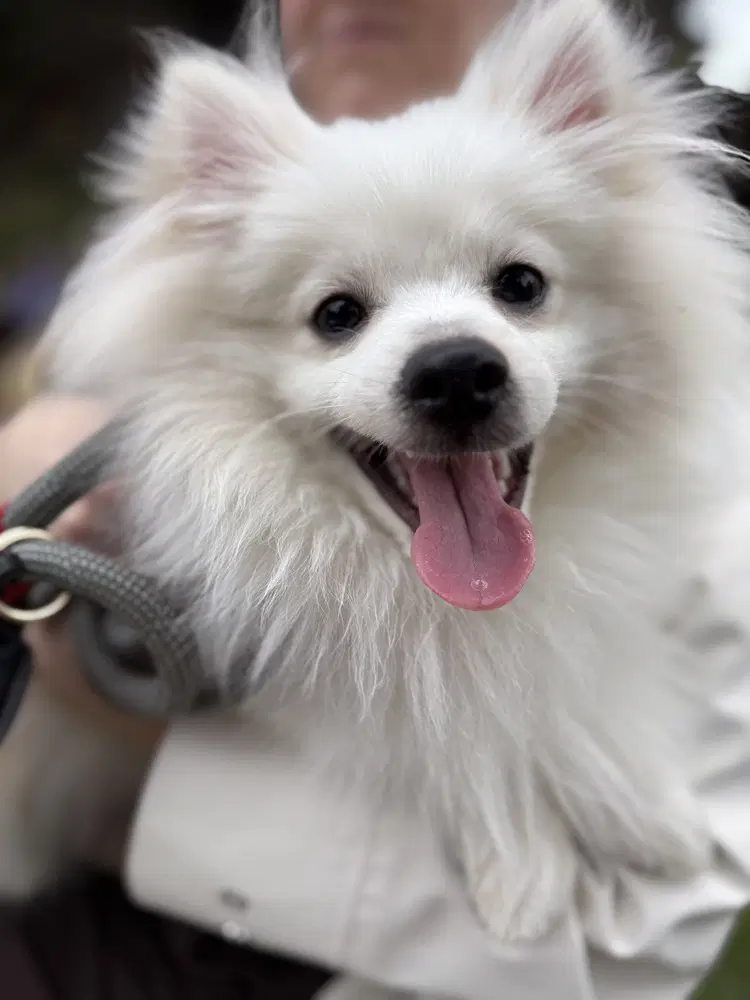Milo - Pomeranian