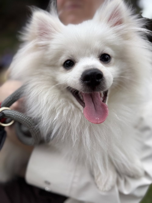 Milo, Pomeranian
