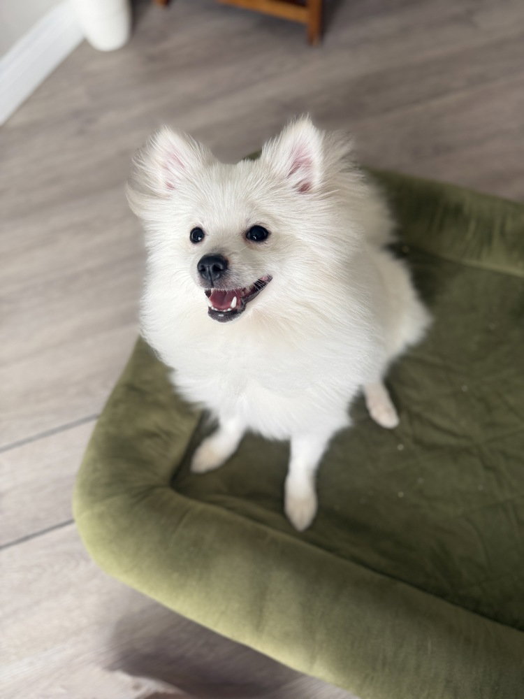 Milo, photo 2