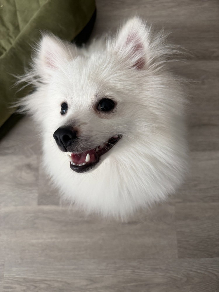 Milo, photo 3
