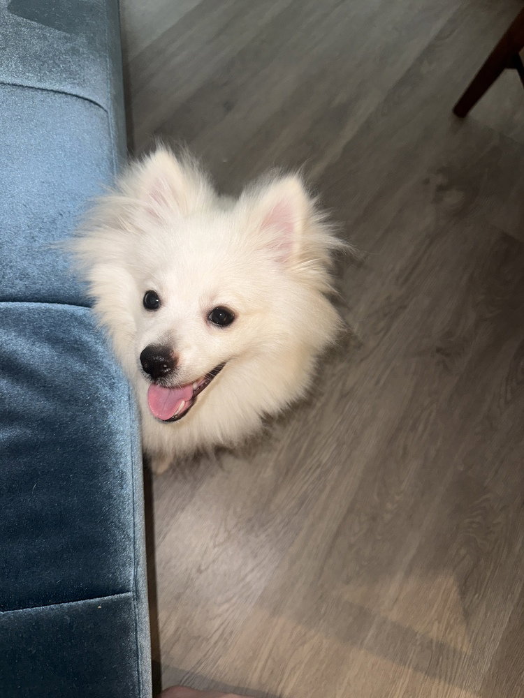 Milo, photo 4