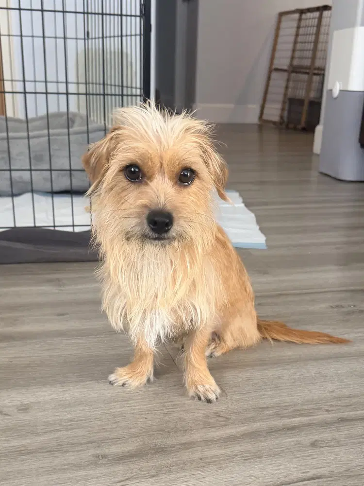 Clio - Terrier